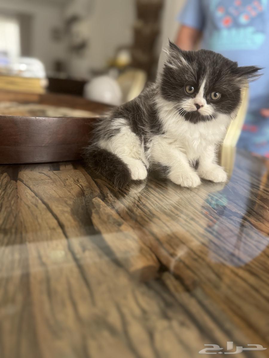 قطط شيرازي مستوى عالي64405376268546112