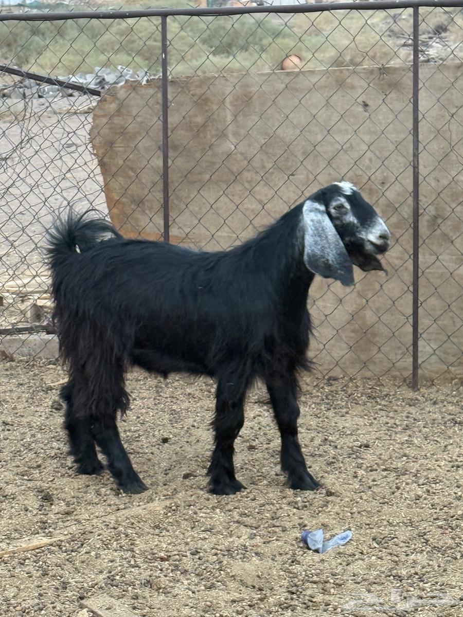 تيس للبيع64409324709761111