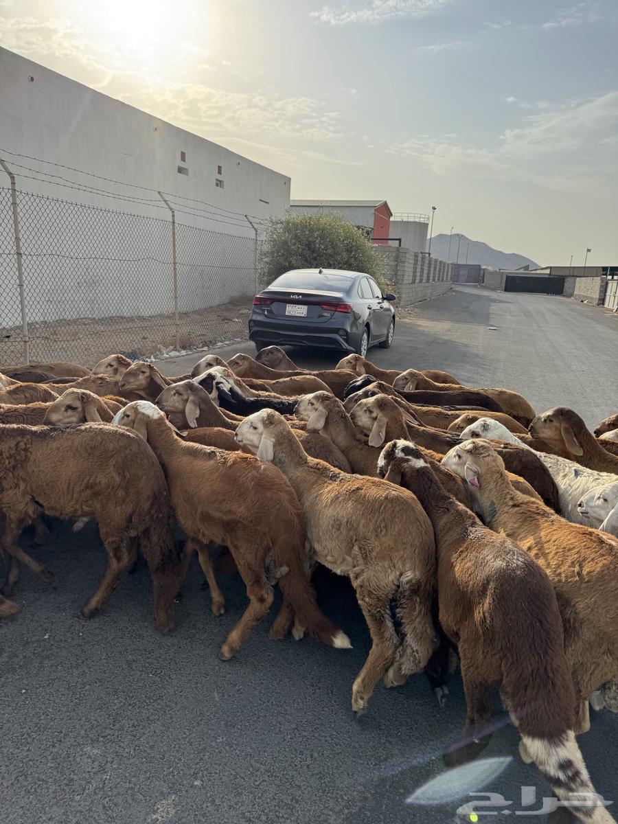 بهم سواكني حمري 50 راس مرابي64406054705667111