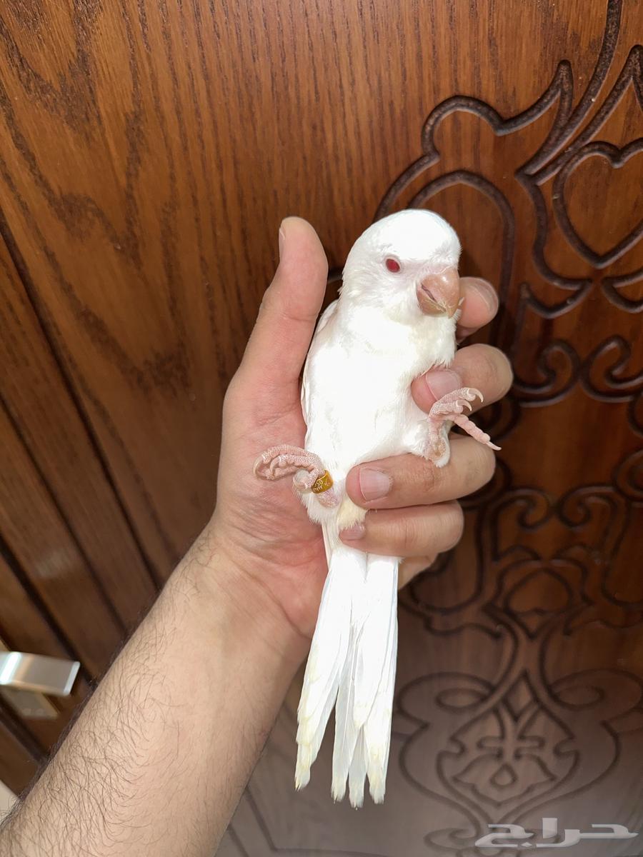 كويكر ألبينو تم البيع64406583851907113