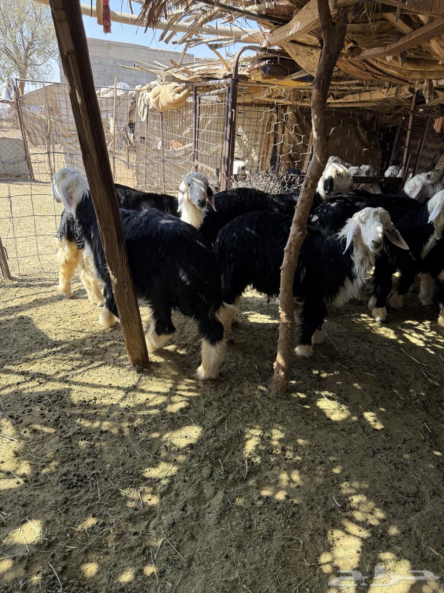 خرفان نجدد للبيع64407475608705114