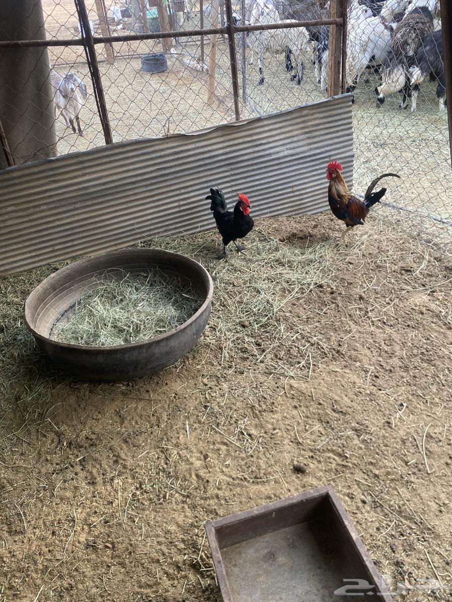 ديكه64411338210305111