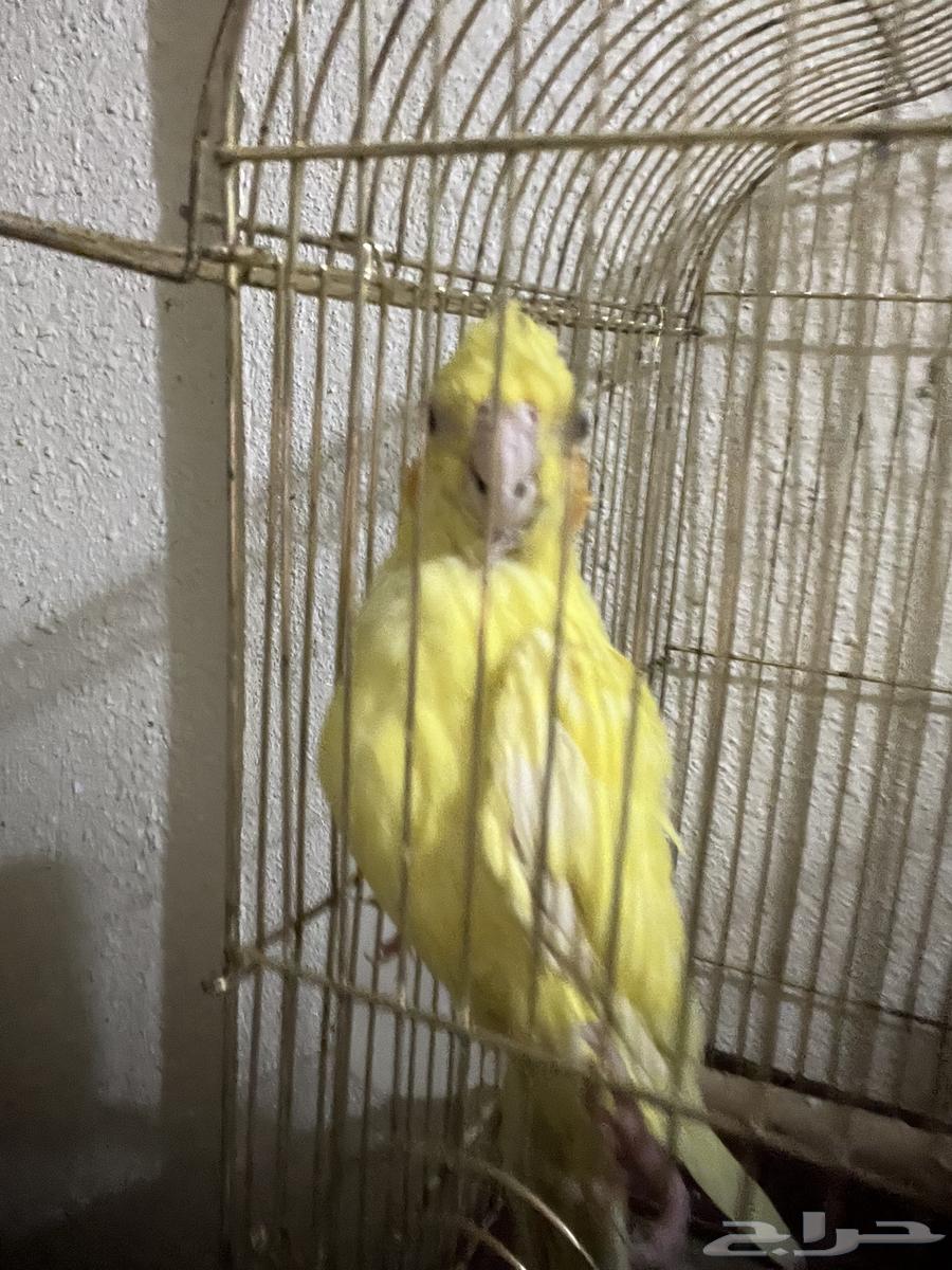 ذكر كروان للبيع ب 100 ريال فقط64405930320897113