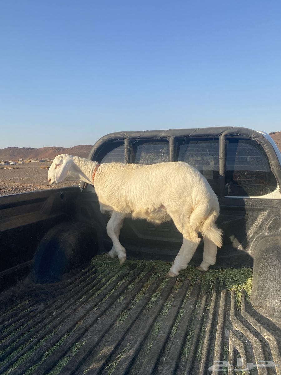 خروف فاخر وصنف64409657614211110
