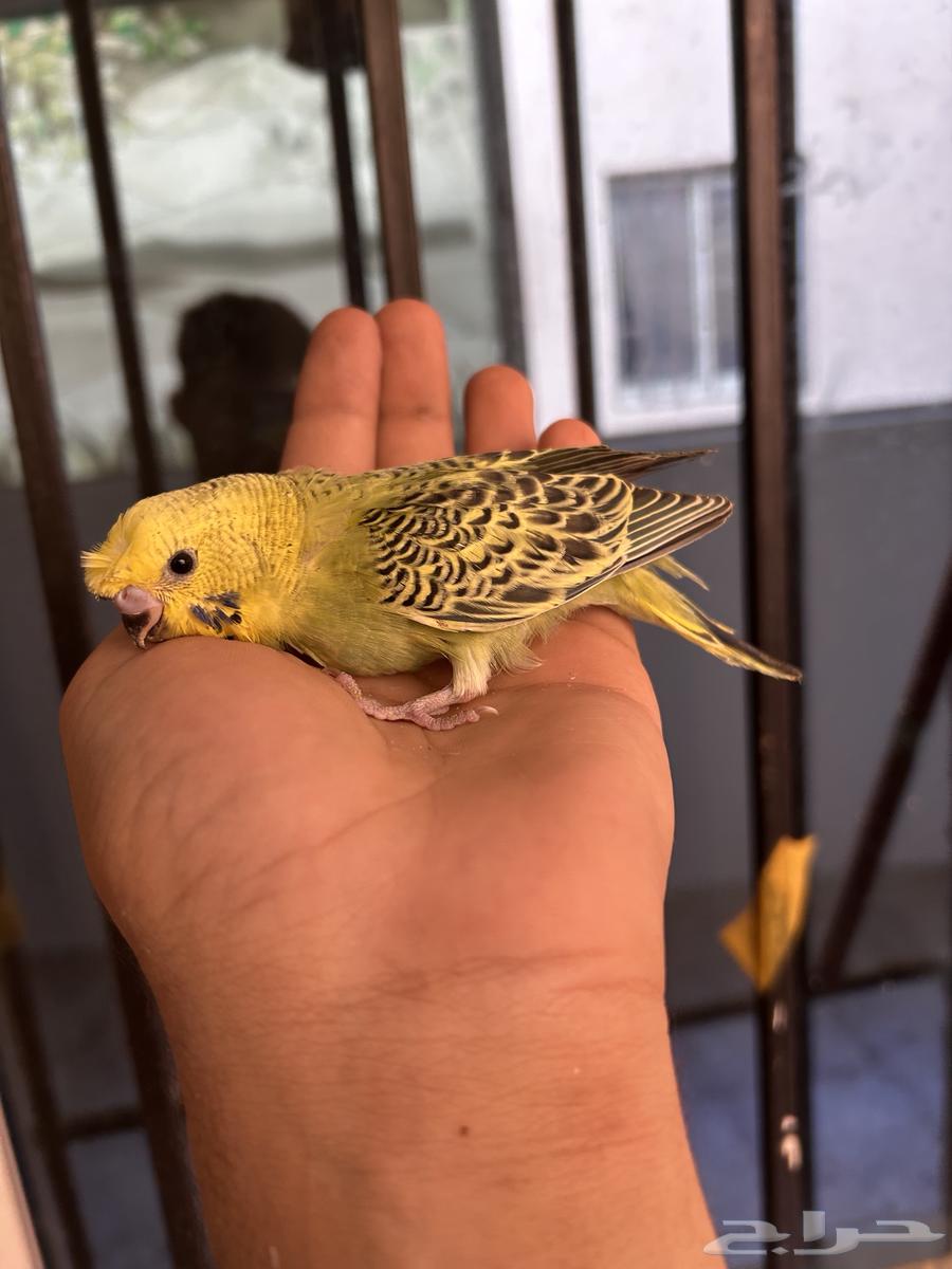 فروخ باجي غر بلاك فيس64410116325379113