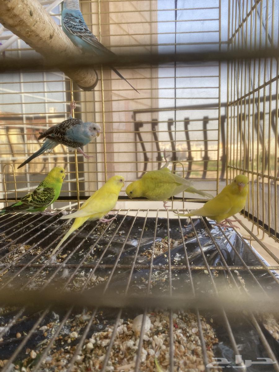 طيور الحب64406291042306111