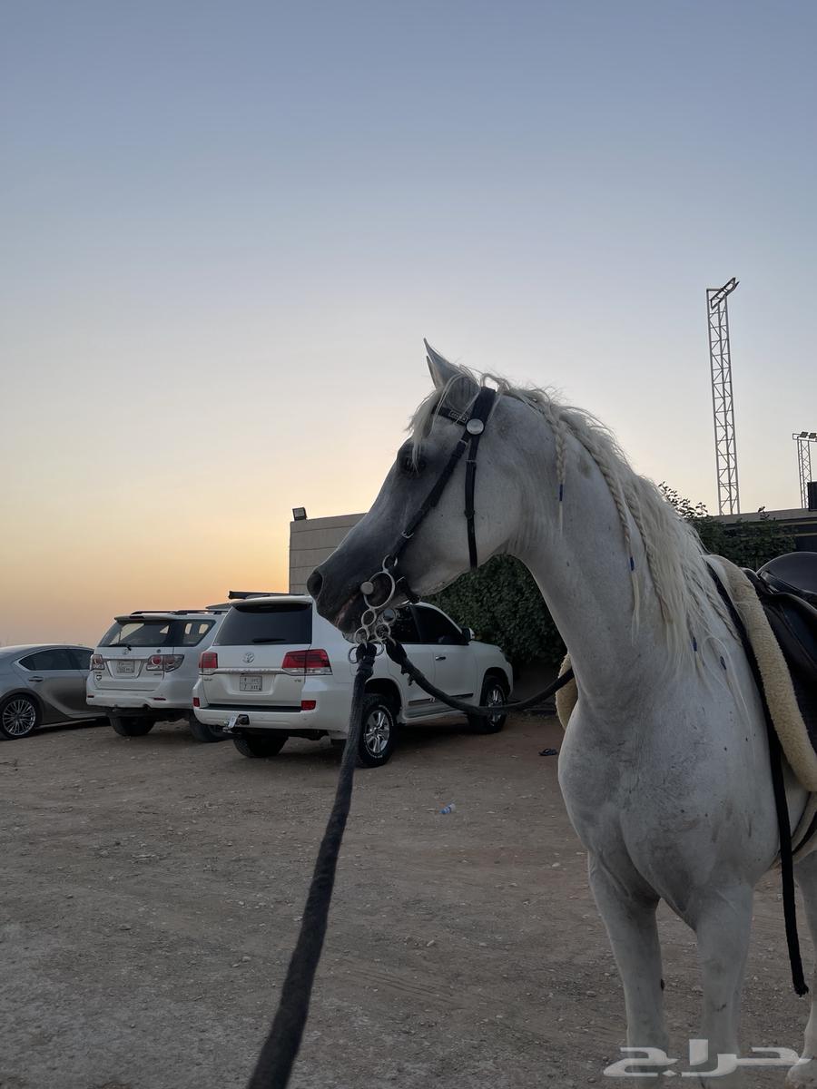 فحل للبيع64409268831746110