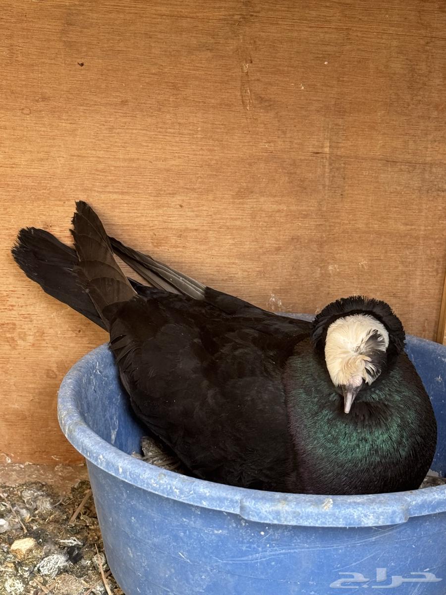 Joz Saxson64410045804545111