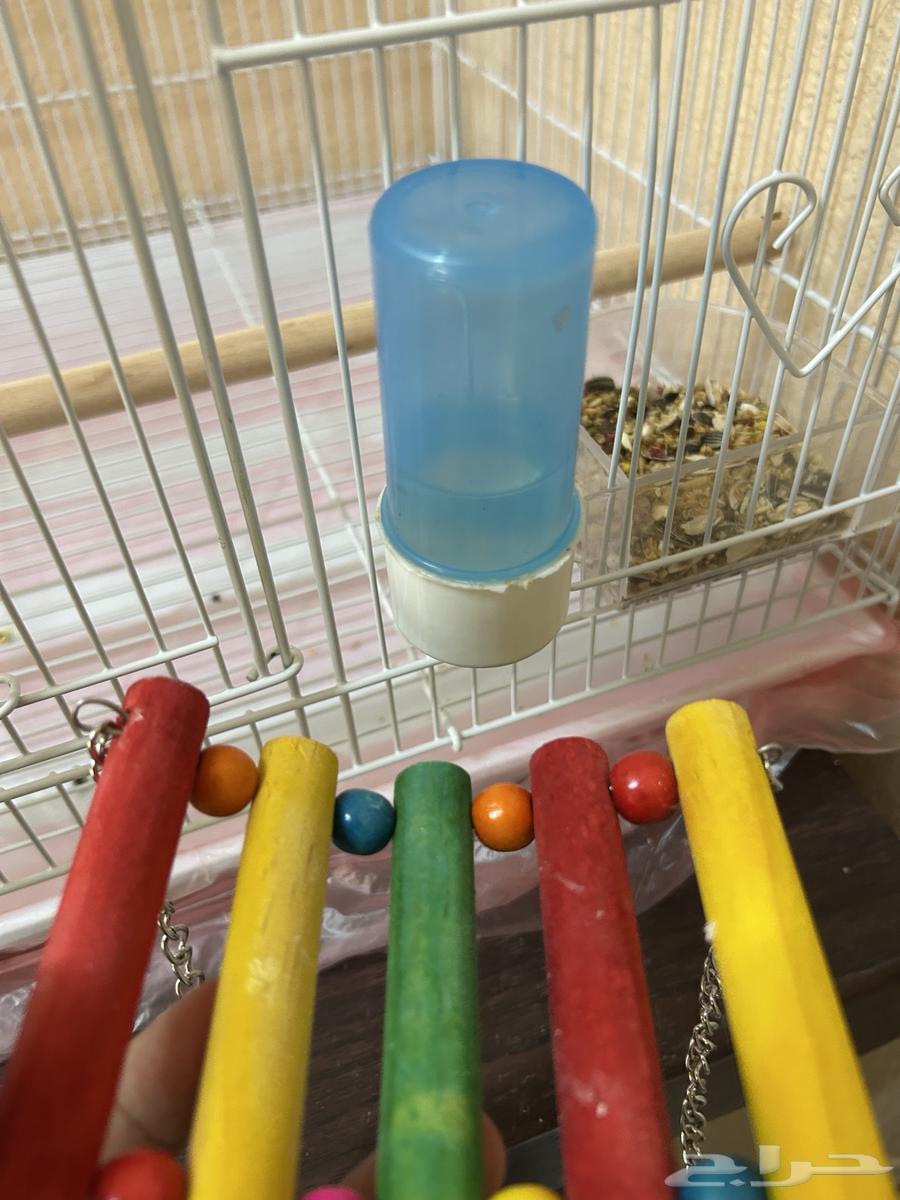 كروان غير اليف64407391472899114