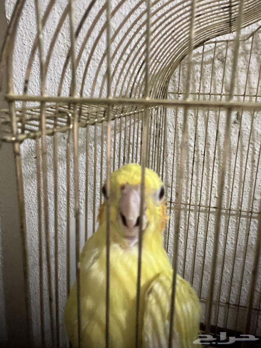 ذكر كروان للبيع ب 100 ريال فقط64405930320897114