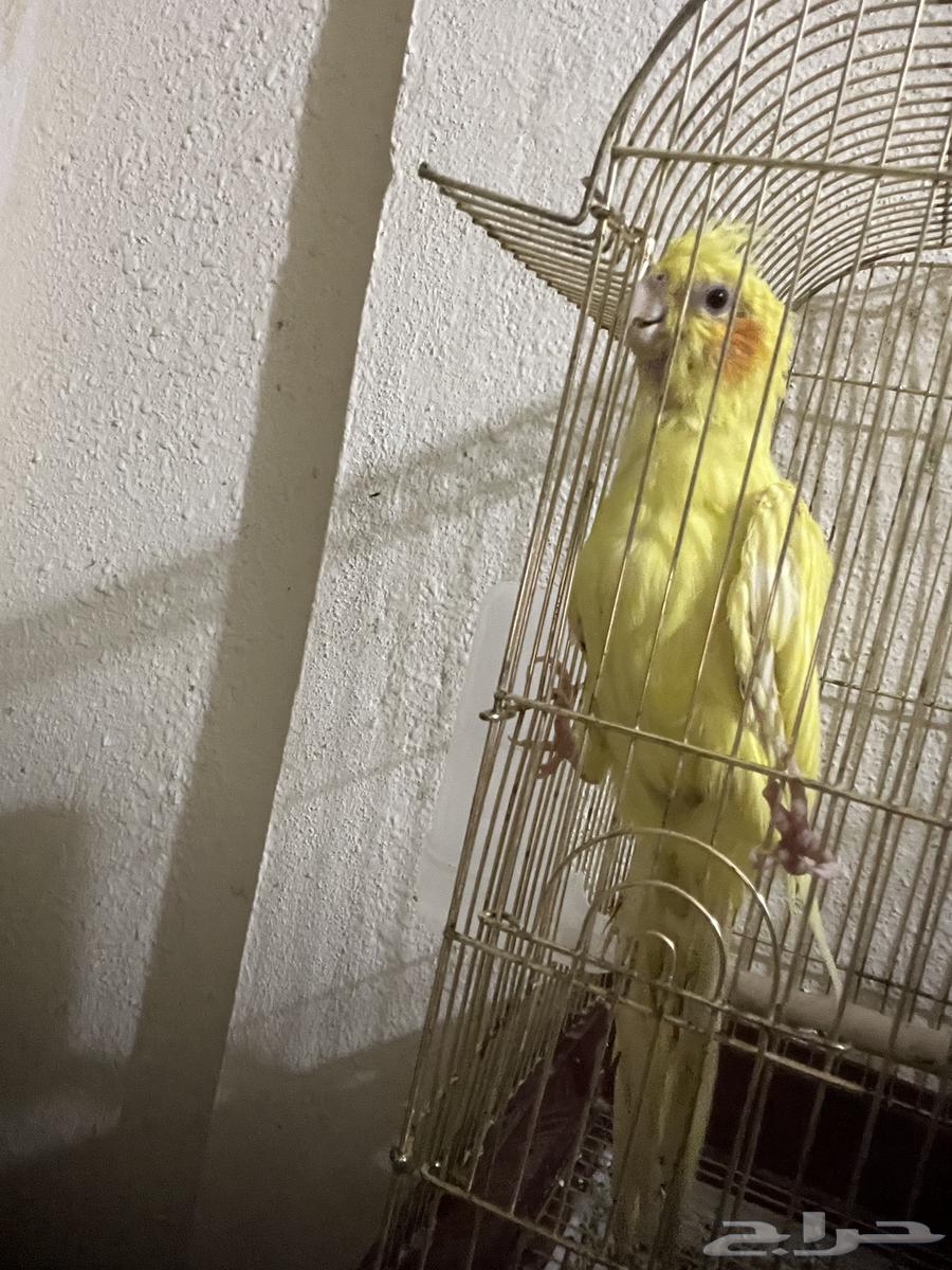 ذكر كروان للبيع ب 100 ريال فقط64405930320897112