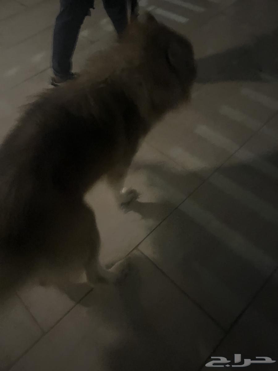 كلب هاسكي للبيع64411888566913111