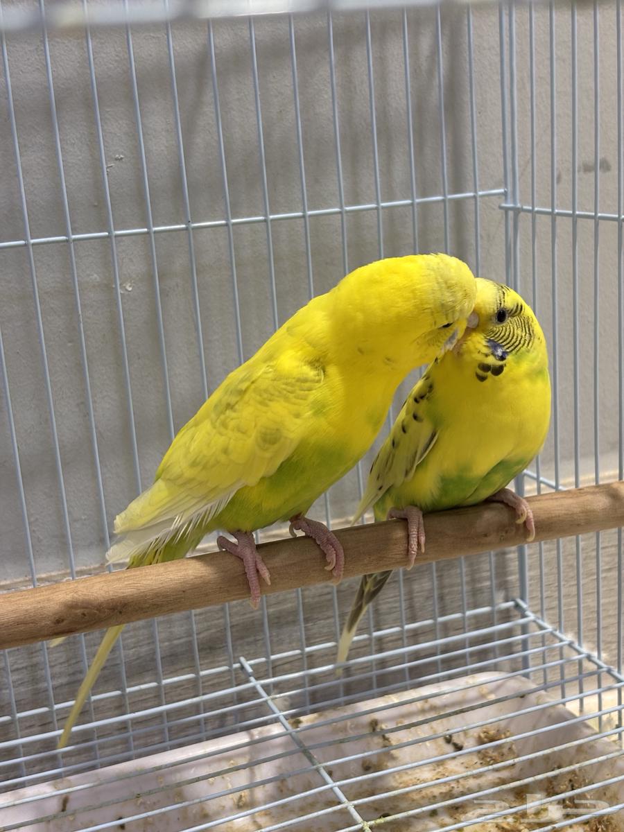 (Sold) Pair of Badji Producing (Super Jumbo)64406262826114112