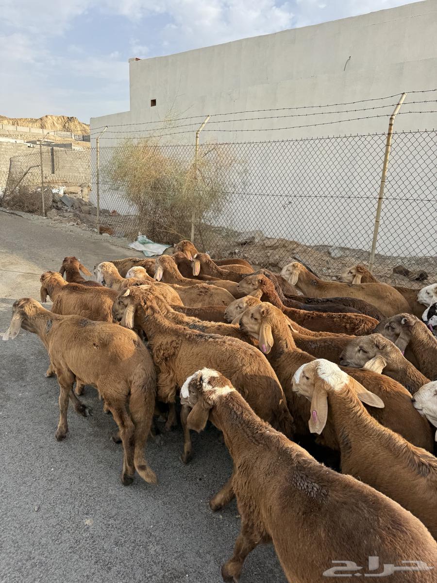 بهم سواكني حمري 50 راس مرابي64406054705667113