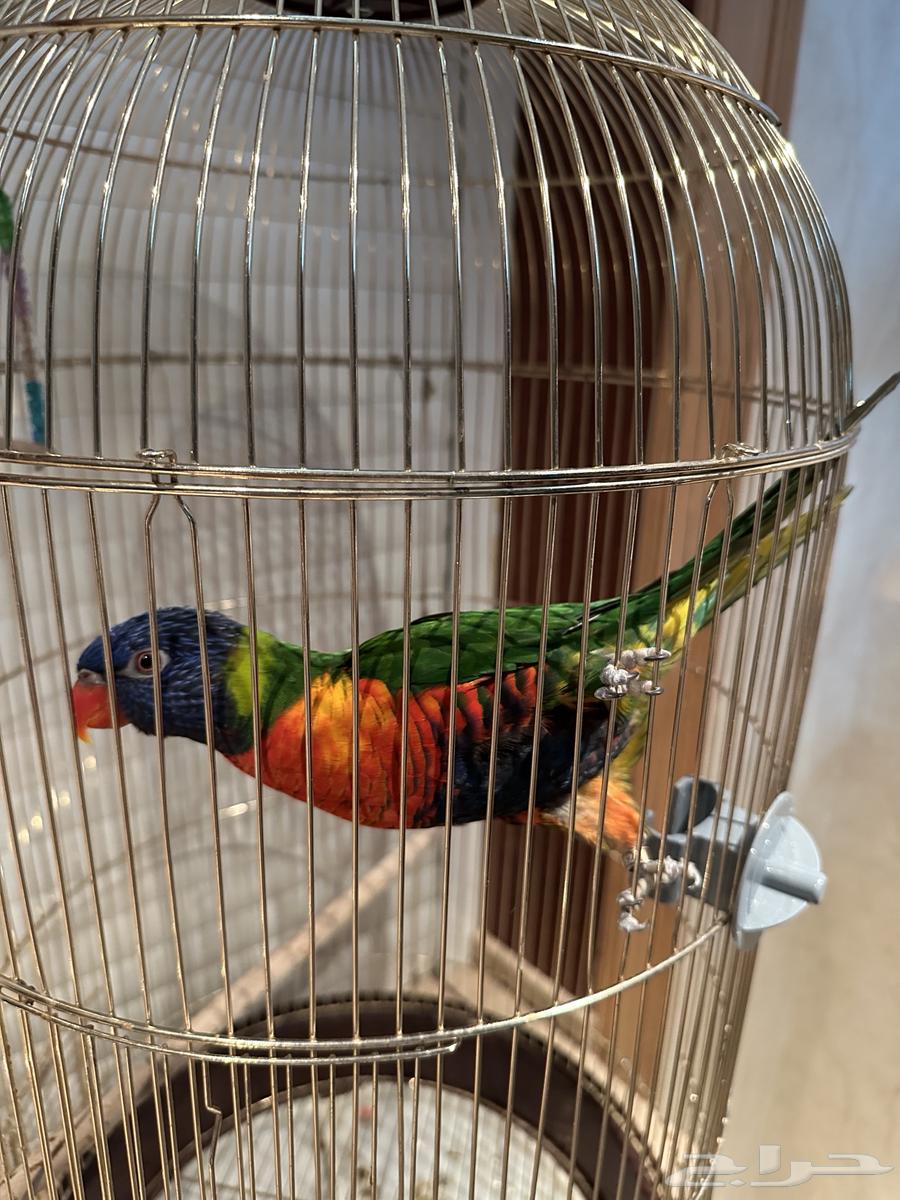 ببغاء اللوري اليف64410102075523110
