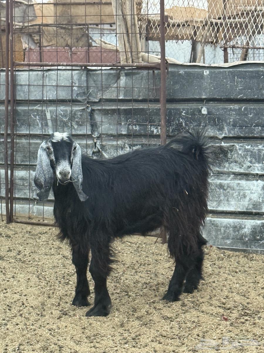 تيس للبيع64409324709761114