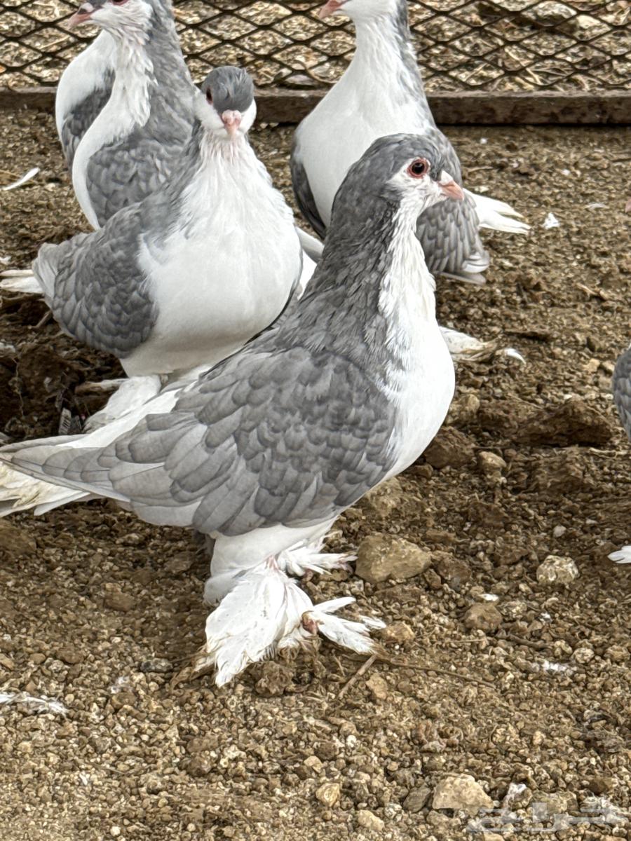 بلجرشي64408510897794112