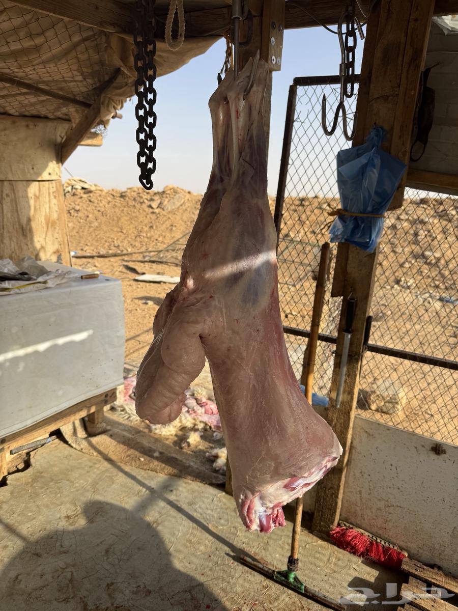 Sheep Slaughter Fresh64407628412675113