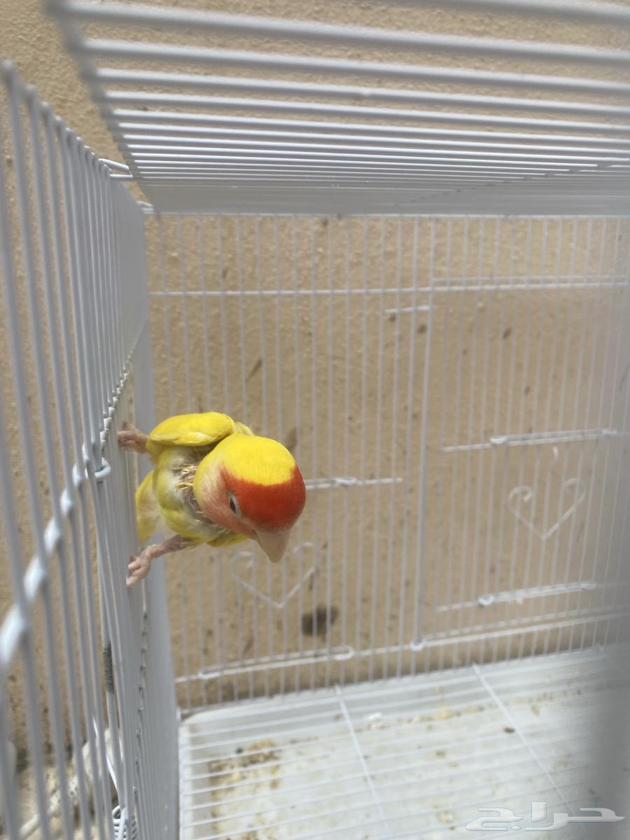 روز اليف هدد منتج السوم يبدا 20064409059533698110