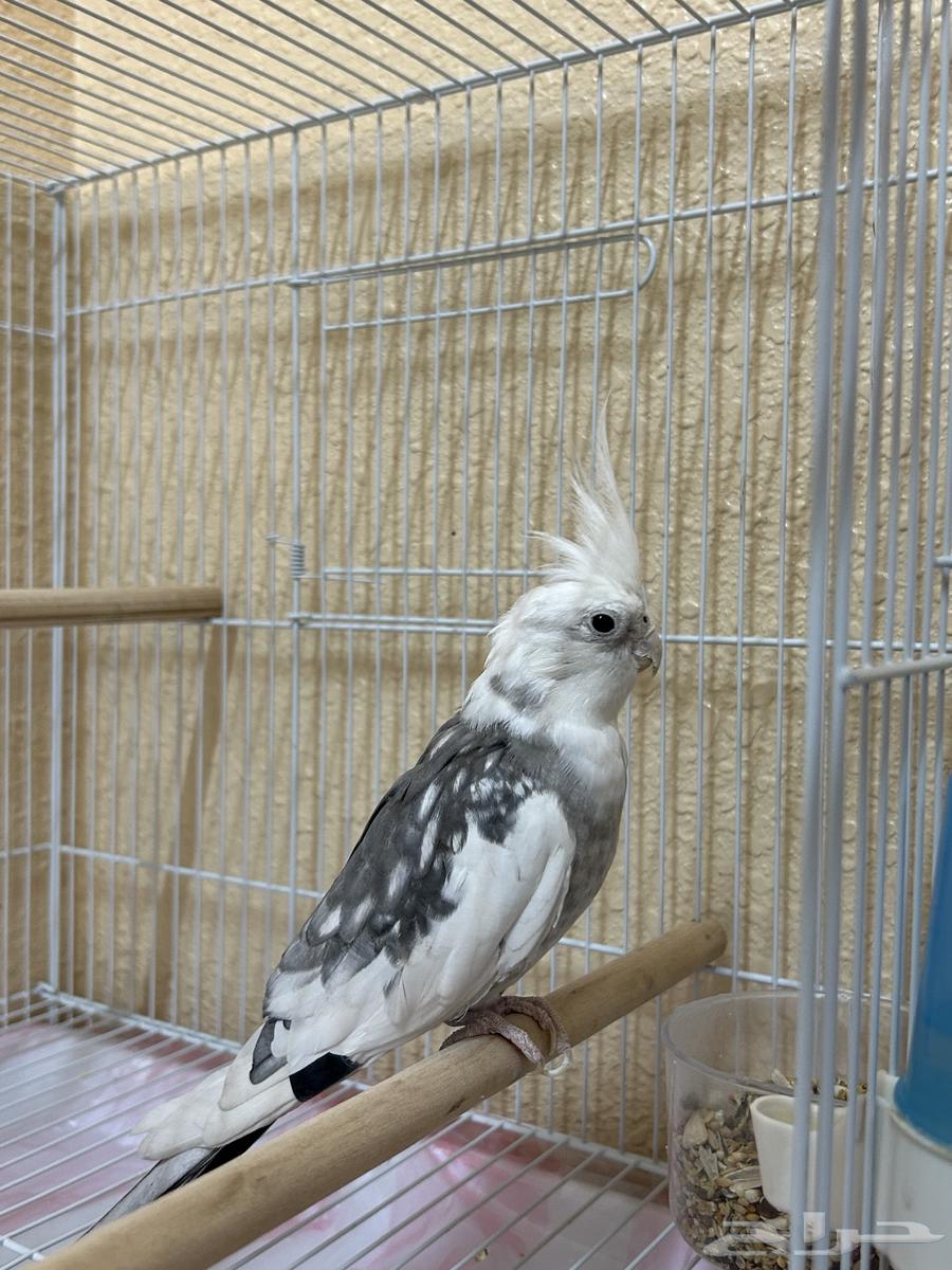 كروان غير اليف64407391472899112