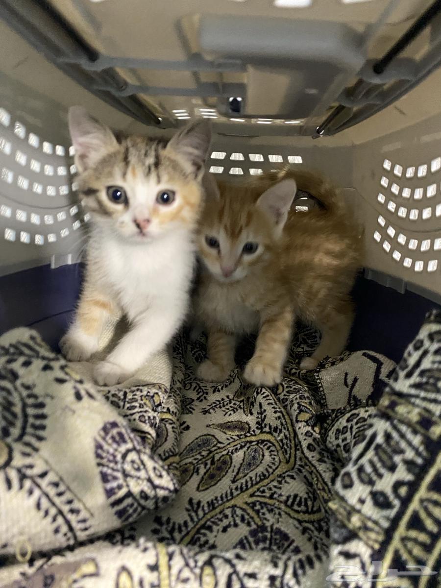 قطط للبيع64406082699779112