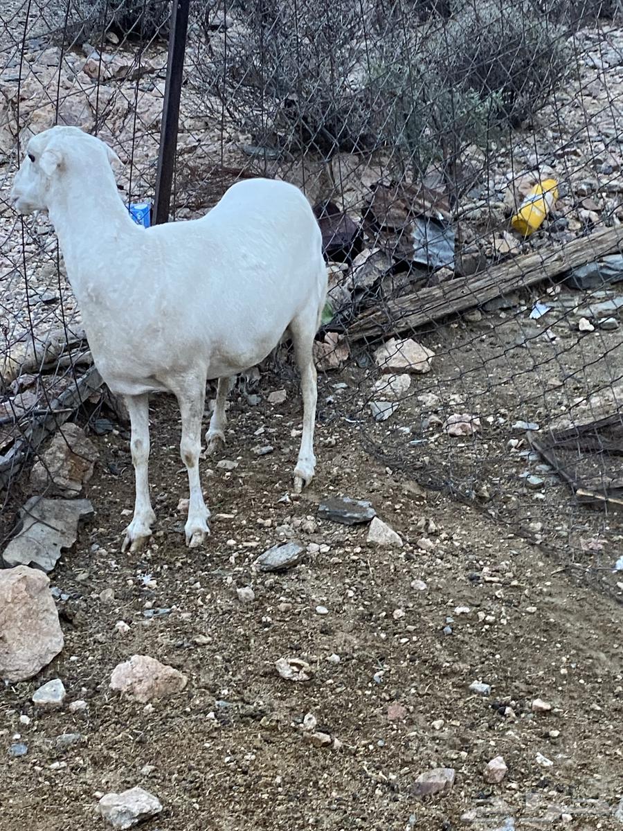 غنم للبيع64405111059715110