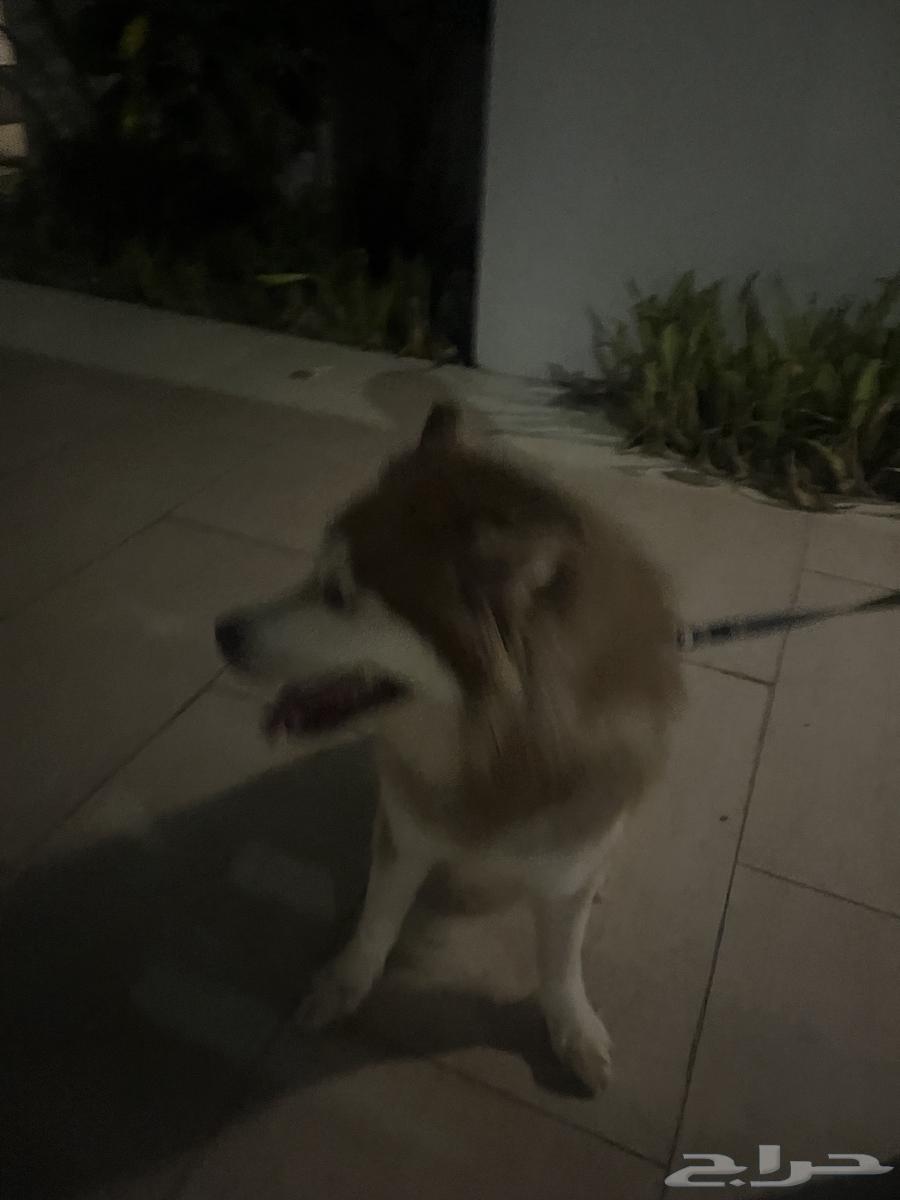 كلب هاسكي للبيع64411888566913113