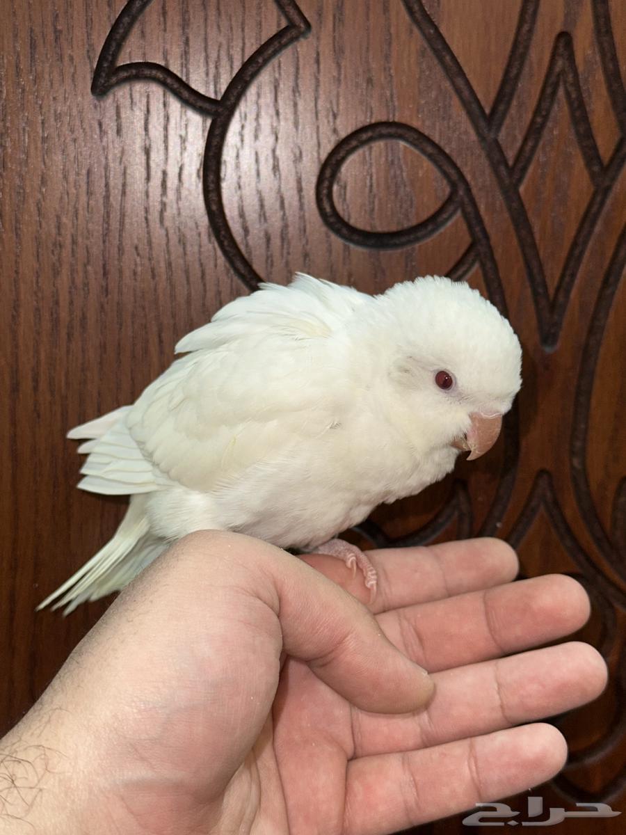 كويكر ألبينو تم البيع64406583851907112