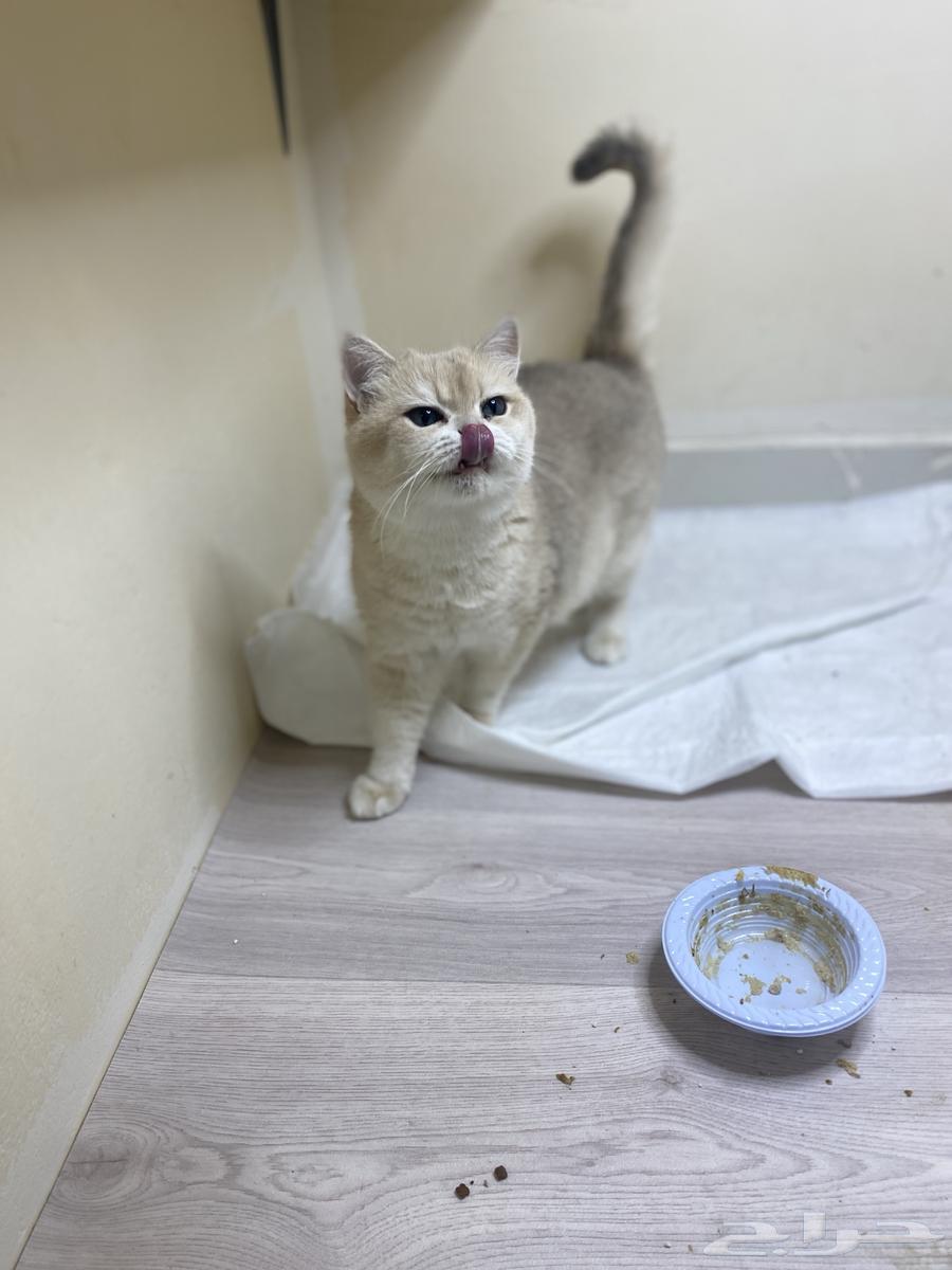 تم البيع64409699400962114