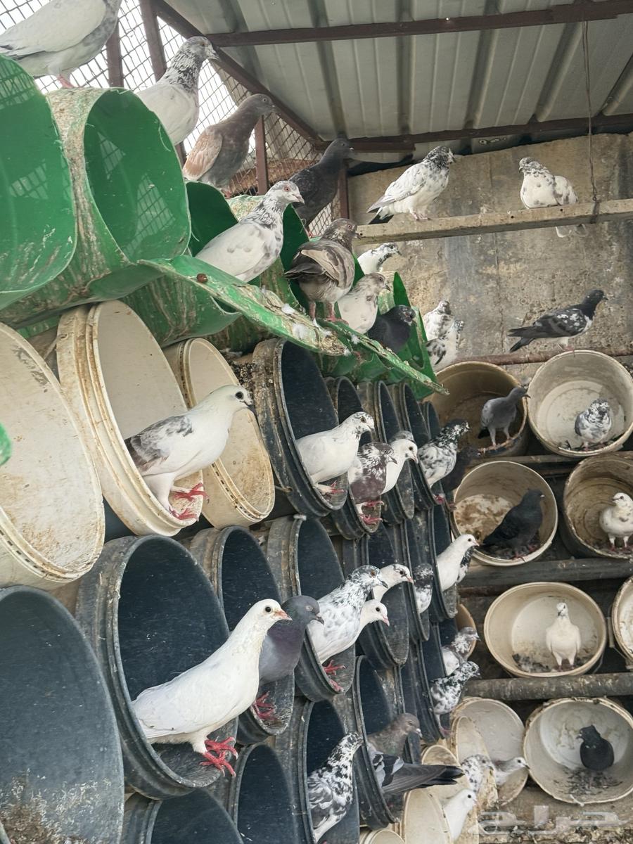 French and Pakistani pigeons mix breeding problem64411365336323112