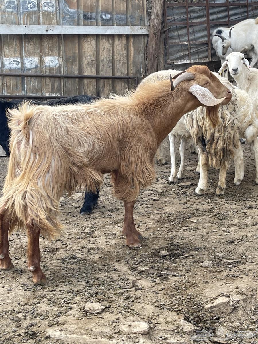 تيس فحل للبيع او البدل ب عنز عارضيه او مصريه64406444111363111