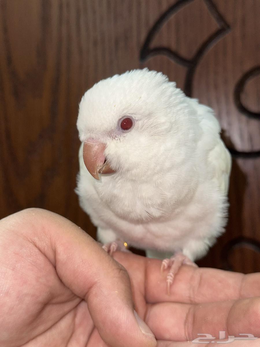 كويكر ألبينو تم البيع64406583851907110