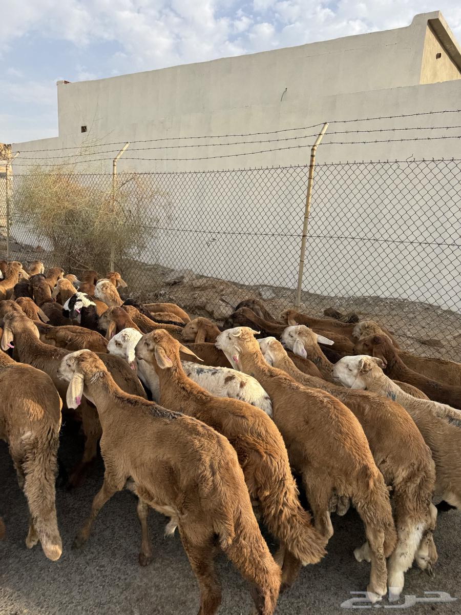 بهم سواكني حمري 50 راس مرابي64406054705667112