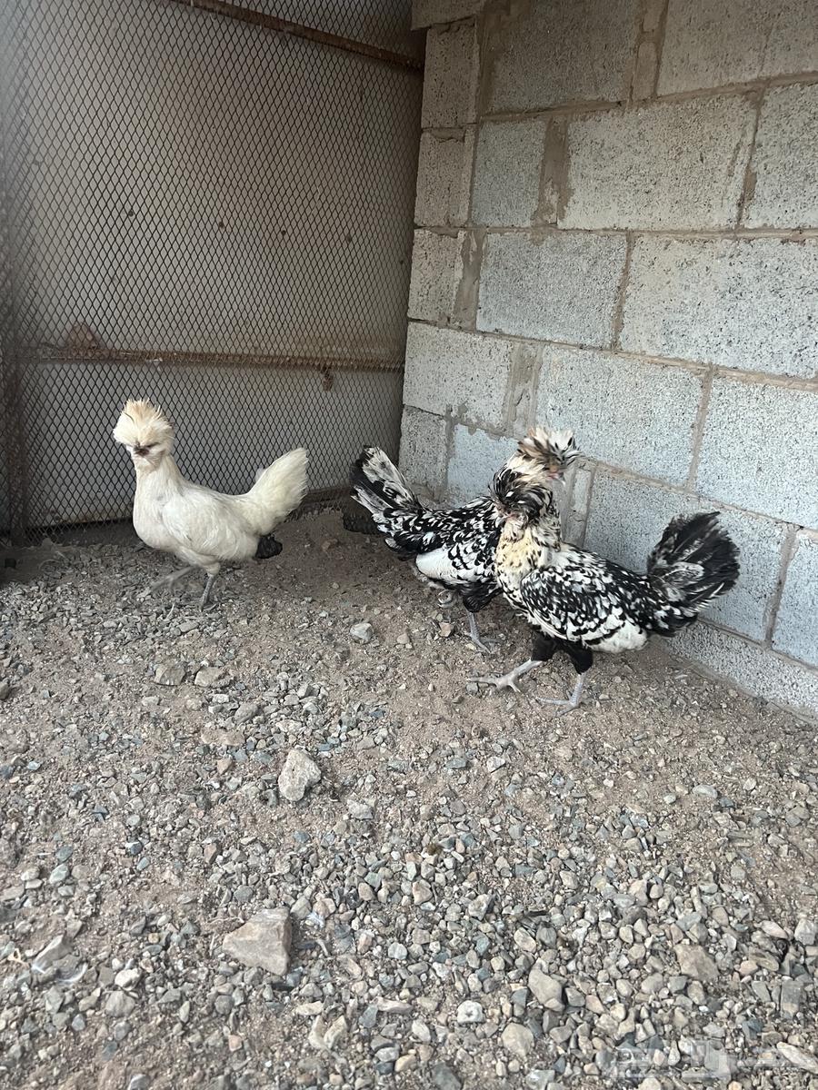 دجاج بولش (تم البيع)64409921077251110