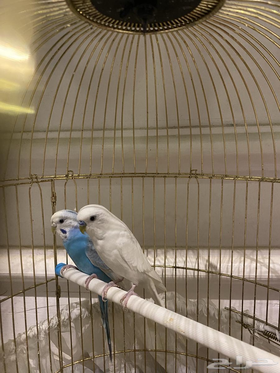 طيور الحب64406332884099110