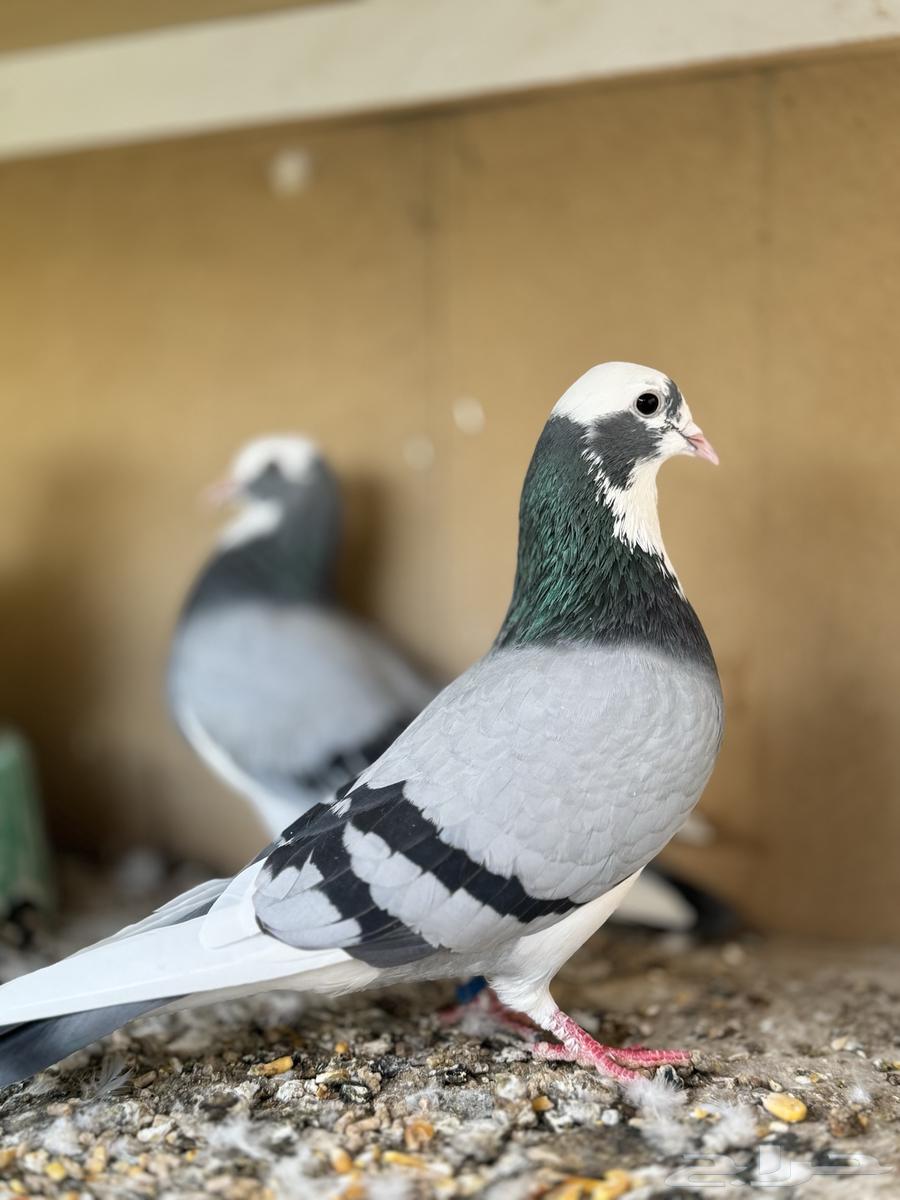 حمام بكستاني64408077078914110