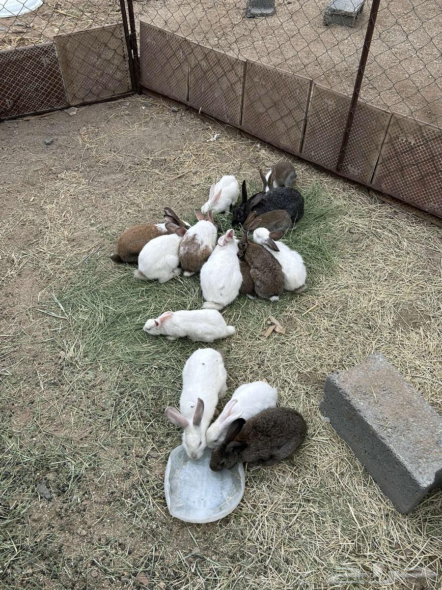 ارانب للبيع64409560835073112