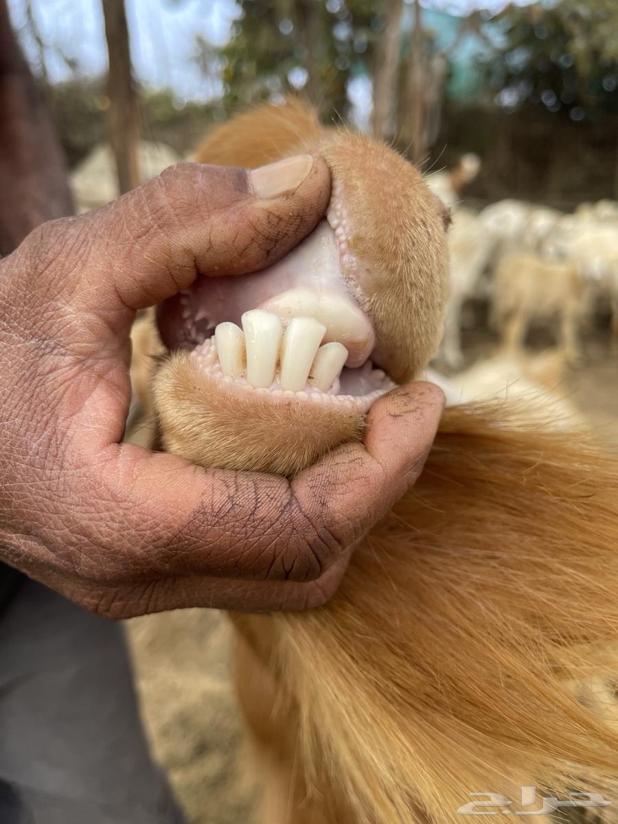 تيس فحل للبيع او البدل ب عنز عارضيه او مصريه64406444111363113