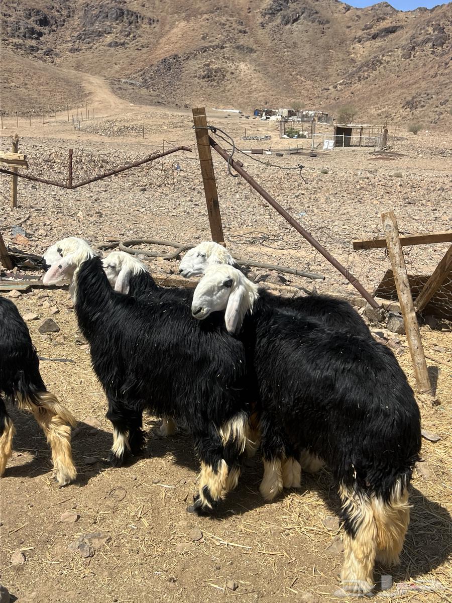 رخال جذعات نجد ( تم البيع)م64409115905667110