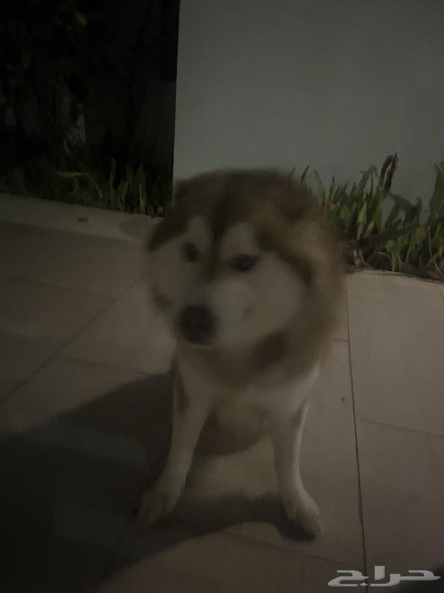 كلب هاسكي للبيع64411888566913110