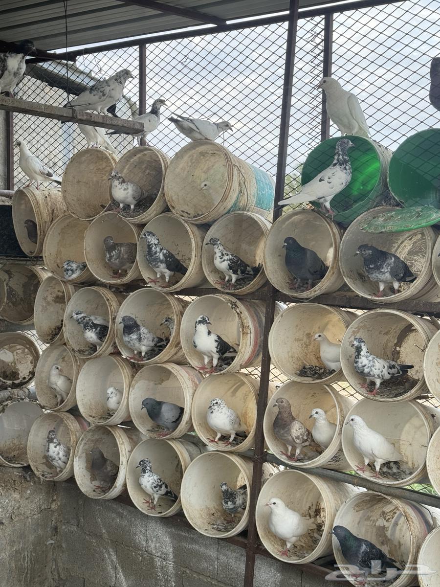 French and Pakistani pigeons mix breeding problem64411365336323111
