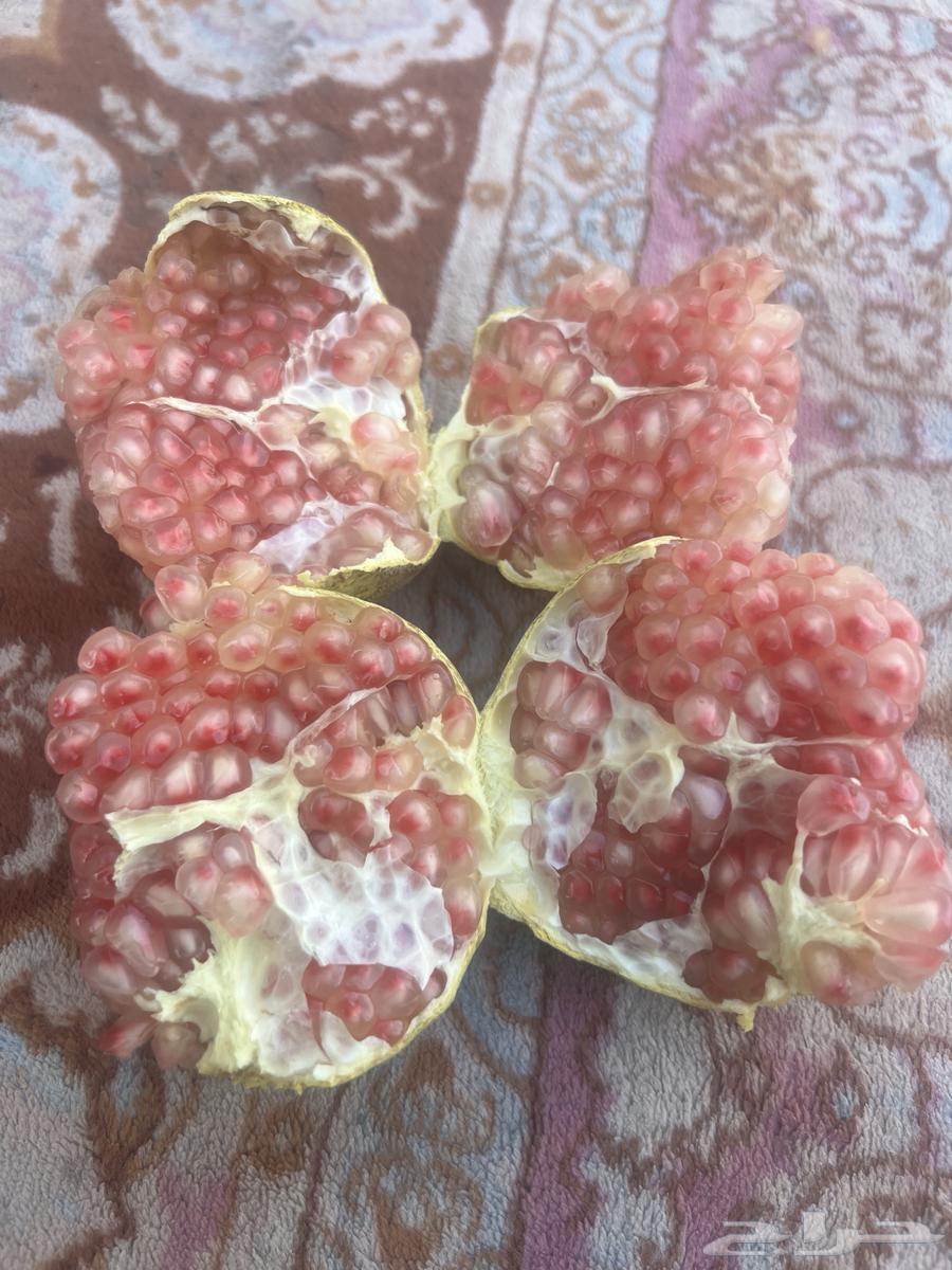 رمان للبيع64409533512578110