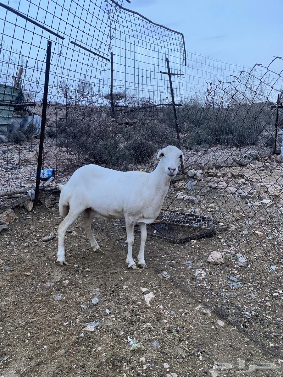 غنم للبيع64405111059715111