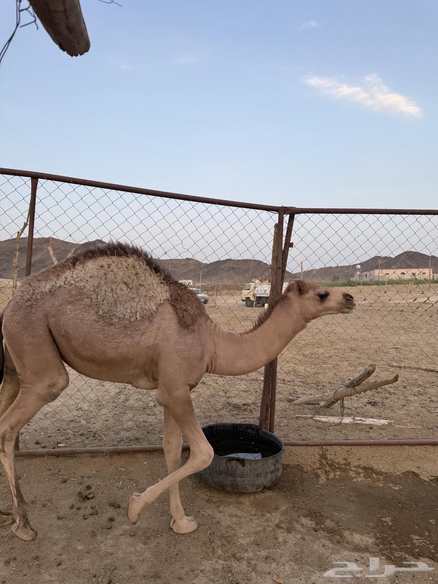 ابل64410032197889112