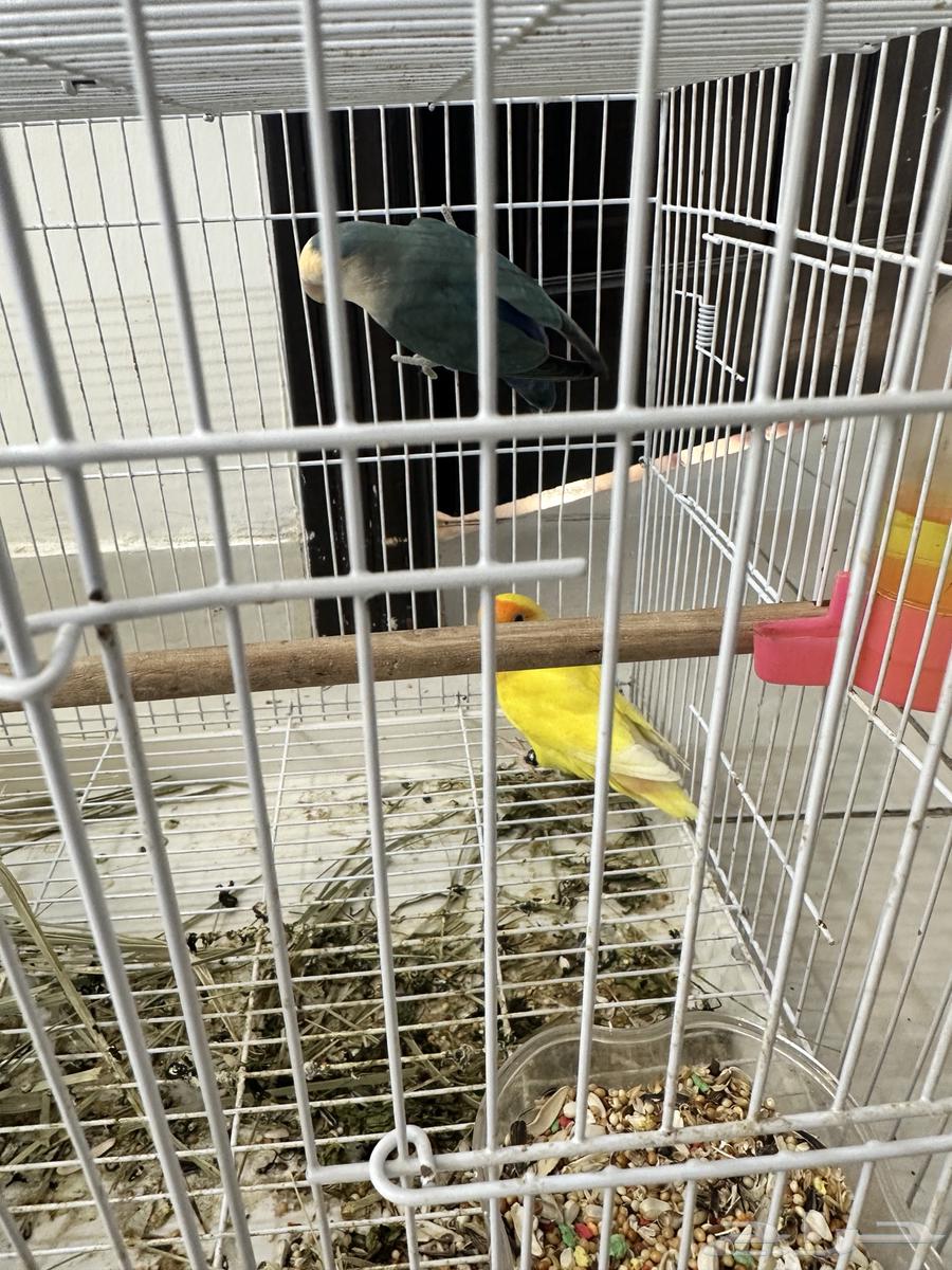 طيور للبيع64408975265281111