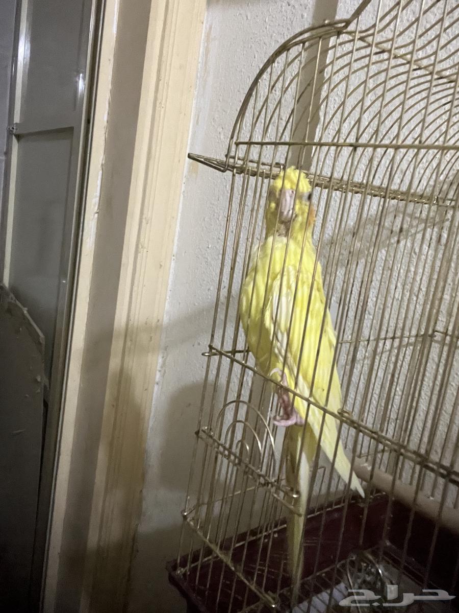 ذكر كروان للبيع ب 100 ريال فقط64405930320897110