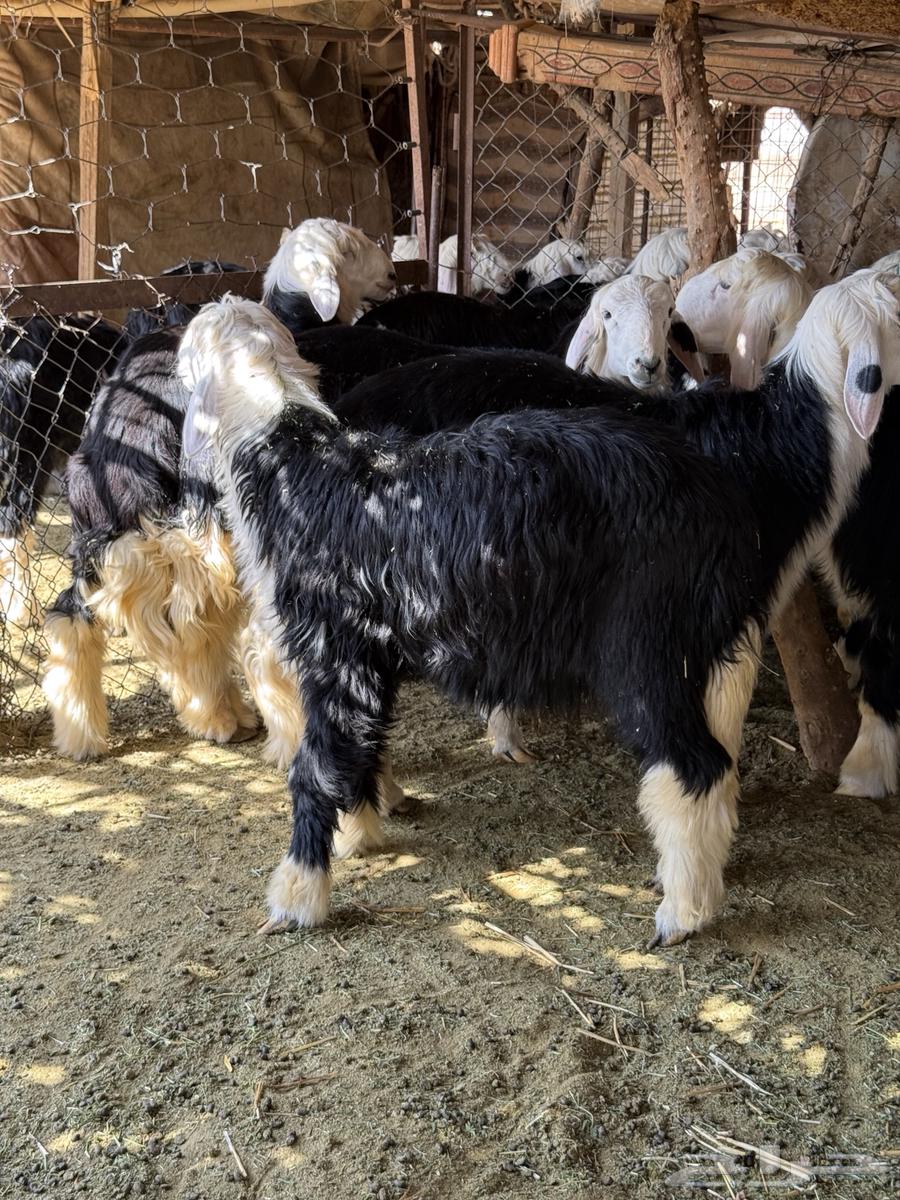 خرفان نجدد للبيع64407475608705113