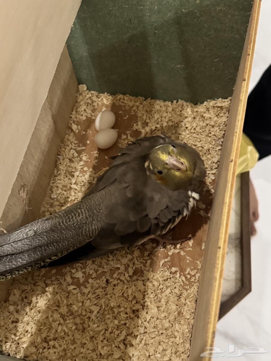 كروان تم البيع64410018292227110