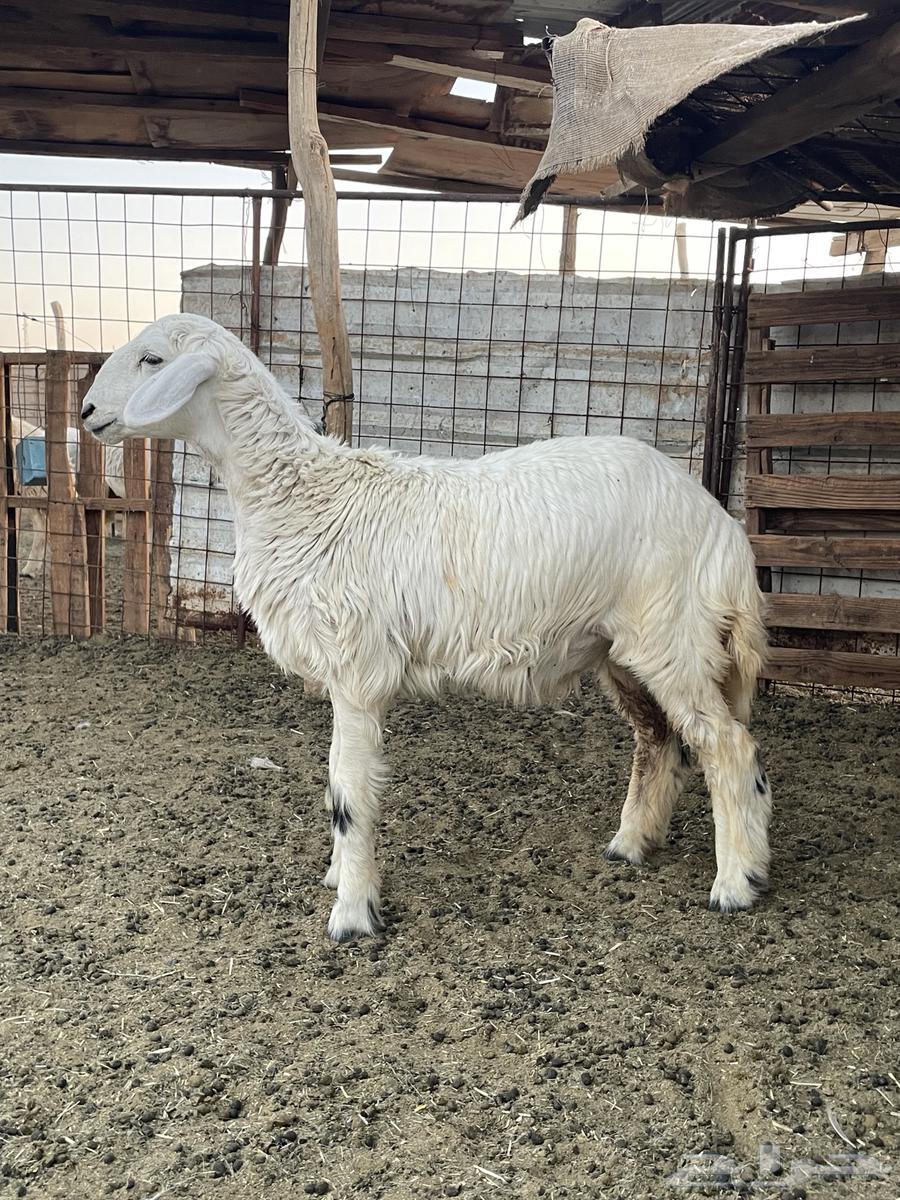 رخل للبيع64410217152129110