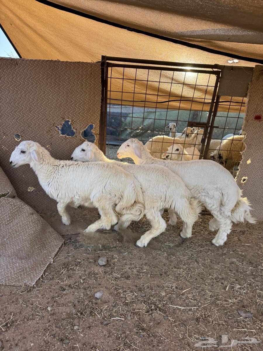 For sale wild lambs, wild slaughtered sheep, 7 months old64410921011843110